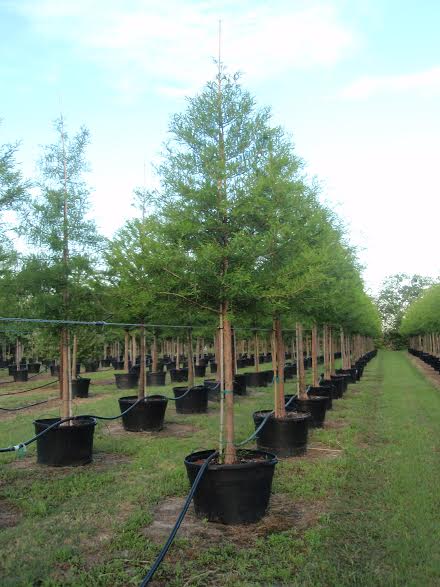 Red Oak 45 Gallons - Rockin L Tree Farm