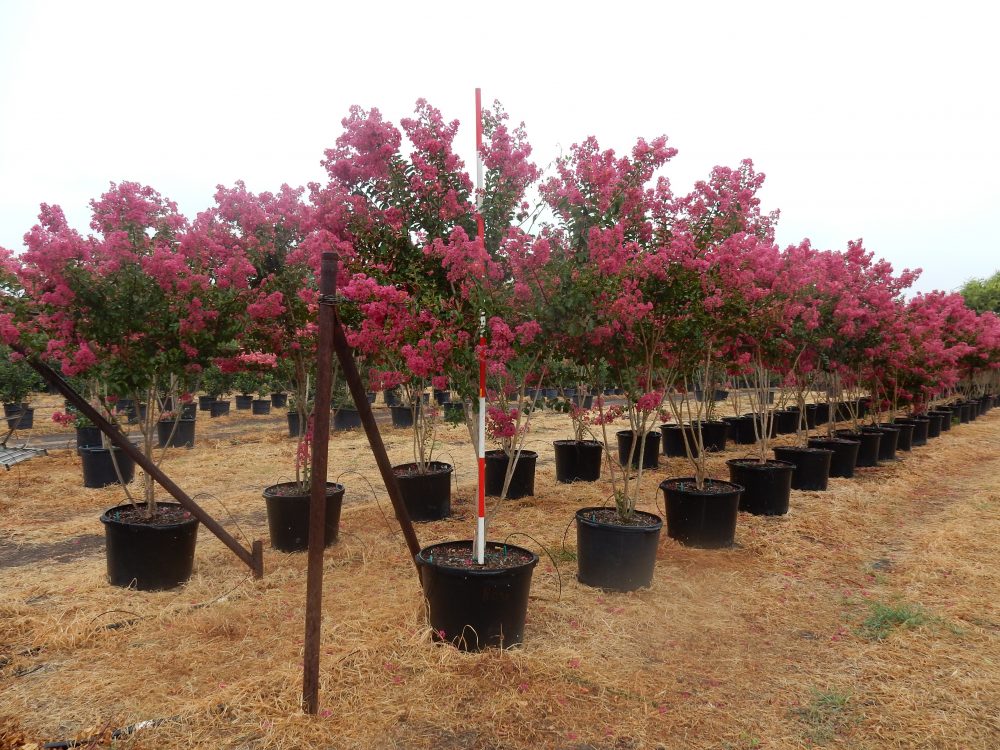 Pink Crepe Myrtle 30 Gal 1