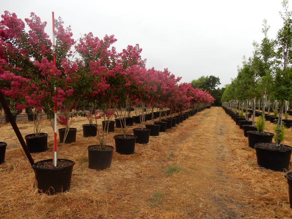 Pink Crepe Myrtle 30 Gal 2